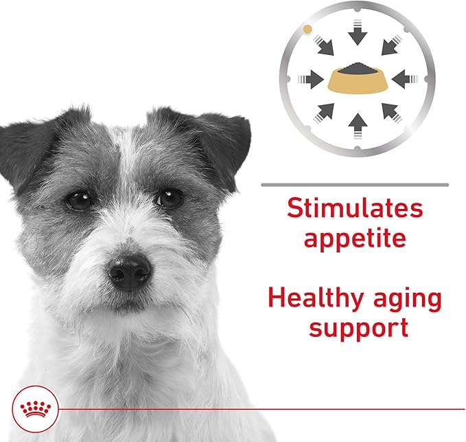 Royal Canin Canine Health Nutrition Mature 8+ Loaf in Sauce Dog Food, 5.2 oz (Pack of 24)