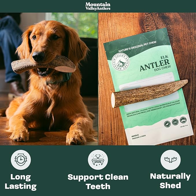 Mountain Valley Elk Antlers for Dogs - 100% Natural & Organic Chew for Aggressive Chewers, No Odor, No Mess, Long Lasting - Wild-Foraged Naturally Shed Antlers in USA - Grade A, Whole Large (1 Pack)