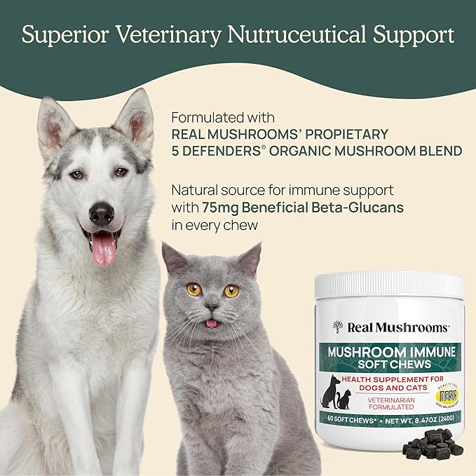 Real Mushroom Immune Pet Chews – For Daily Digestive & Immune Health – Mushrooms for Dogs & Cats Functional Treat – Mushroom Supplement for Dogs & Cats – 1 to 4 Chews For All Breeds & Sizes (60 Count)