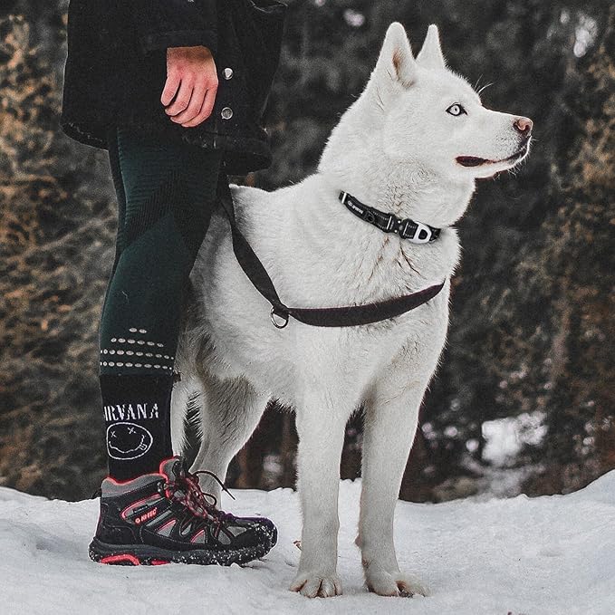 Martingale Dog Collar Reflective Nylon Soft Cushion with Alloy Buckle Dog Collar Martingale Small Medium and Large Dogs (Small, Orange)