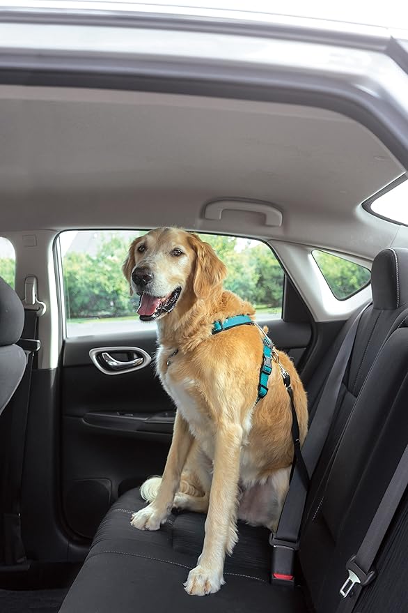 PetSafe 3-in-1 Harness - Comfortable Easy-Walk Dog Chest Harness with Front Leash Attachment to Reduce Pulling, Choking & Gagging - Dog Obedience Gear - Large- Teal