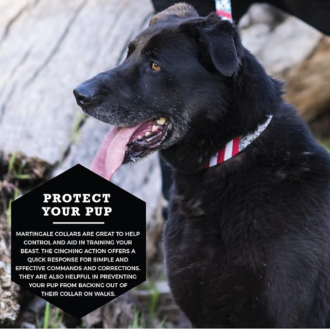 Wolfgang Heavy Duty Martingale Dog Collar with Quick Release Nylon Buckle for Walking & Training, DigitalDog Print, Medium