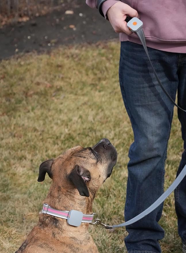 Dog Training Collar with Remote Controller - E Collar for Dogs Training Small, Medium, Large Dog Training, Waterproof Dog Collar, Rechargeable Dog Training & Behavior Aids Dog Accessories