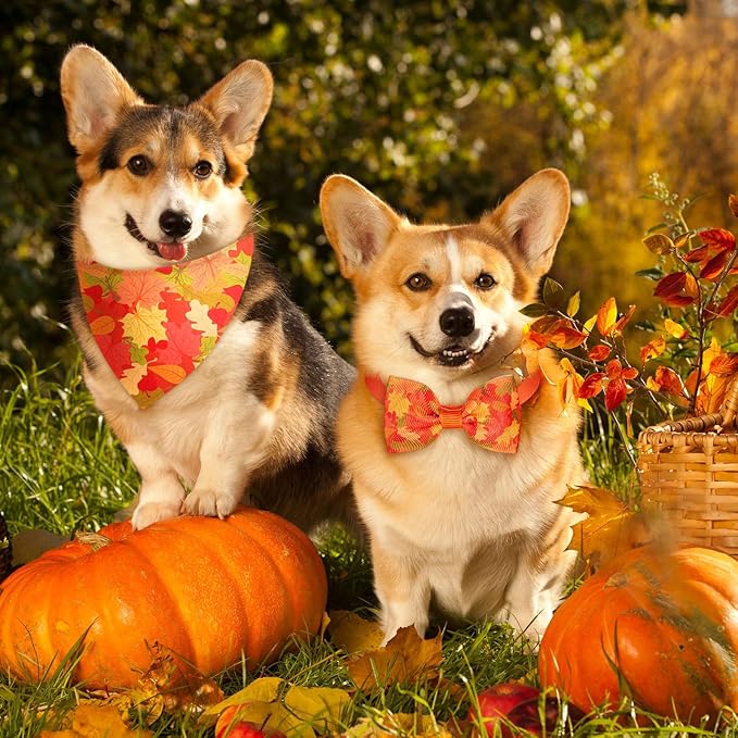 Sanwuta 50 Pcs Thanksgiving Fall Dog Bandanas Bulk and Collar Bow Ties Set 25 Autumn Bandanas 25 Fall Charm Dog Collar Pet Maple Leaves Pumpkin Triangle Pet Scarf Bowtie for Small Medium Large