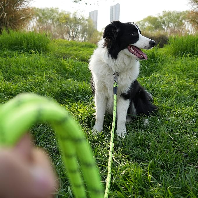 NTR 20FT Training Leash for Dogs, Reflective Nylon Rope with Swivel Lockable Hook and Comfortable Handle, Suitable for Small to Large Dogs - Teal