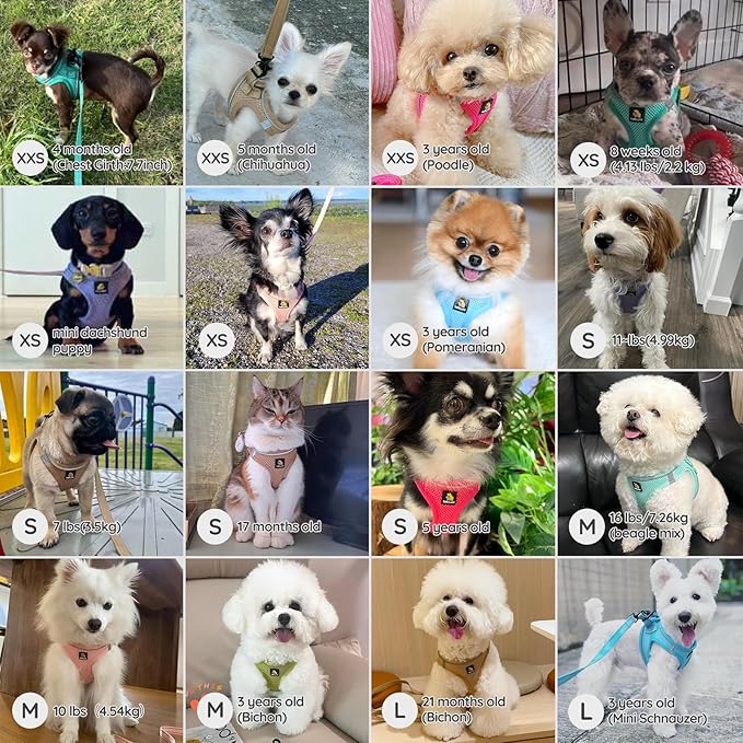 BELLA & PAL Step in Vest Harness for Small and Medium Dogs, No Pull Small Dog Harness with Leash Set, Comfortable Air Mesh Dog Vest Harness with Reflective Strip (Light Green, M)