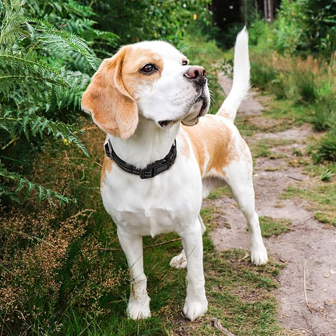 Hikiko Martingale Collar for Dogs Reflective Nylon Dog Collar with Quick Release Buckle Adjustable Training No Slip Dog Collar (Small, Black)