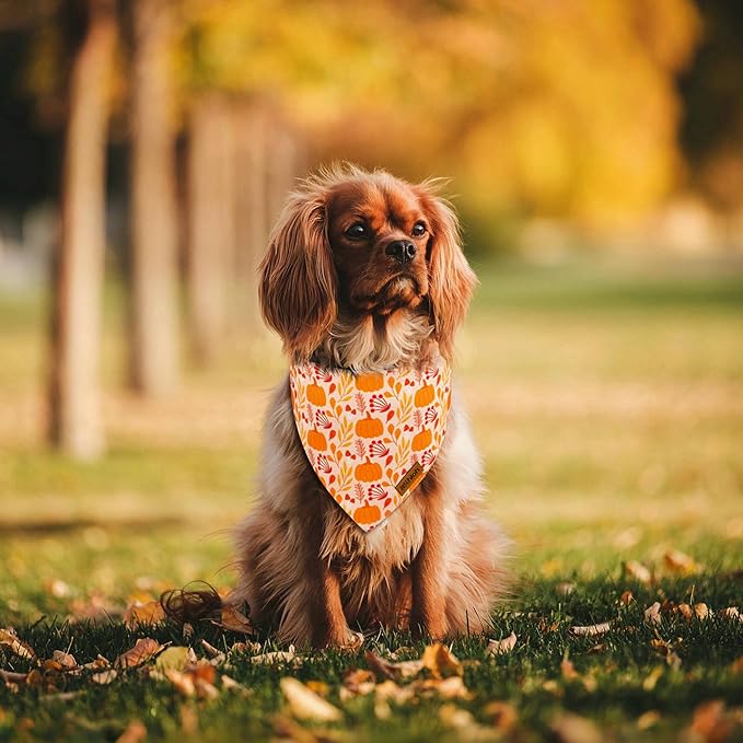 Fall Dog Bandanas - 2 Pack Thanksgiving Dog Bandana with Snap Button | Reversible Pumpkin Pet Scarf for Boy & Girl | Premium Durable Fabric | Holiday Bandana for Medium and Large Dogs (Large)
