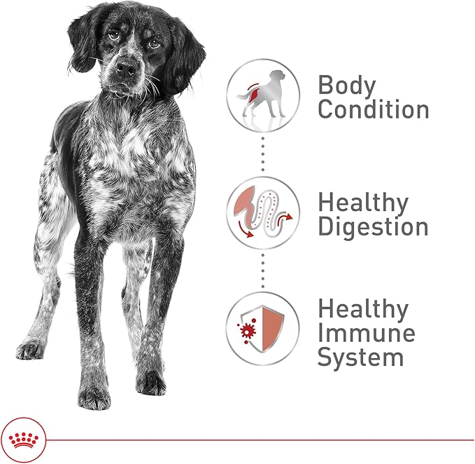 Royal Canin Size Health Nutrition Medium Adult Dry Dog Food, 40 lb Bag