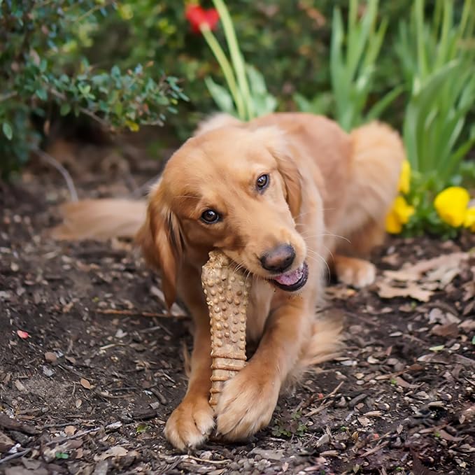 Nylabone Nutri Dent Dog Dental Chews - Natural Dog Teeth Cleaning & Breath Freshener - Dental Treats for Dogs - Filet Mignon Flavor, X-Large (1 Count)