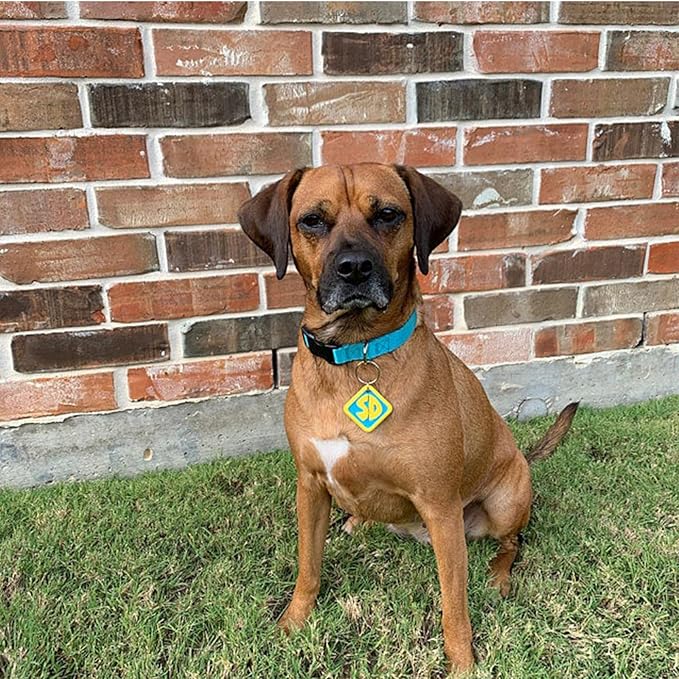 Dog Halloween Costumes, Pet Costumes, 2 Pack SD Collar Tags for Large Small Medium Big Extra Large XS XL XXL Pet Puppy Dog, Halloween Decorations for Pet Puppy