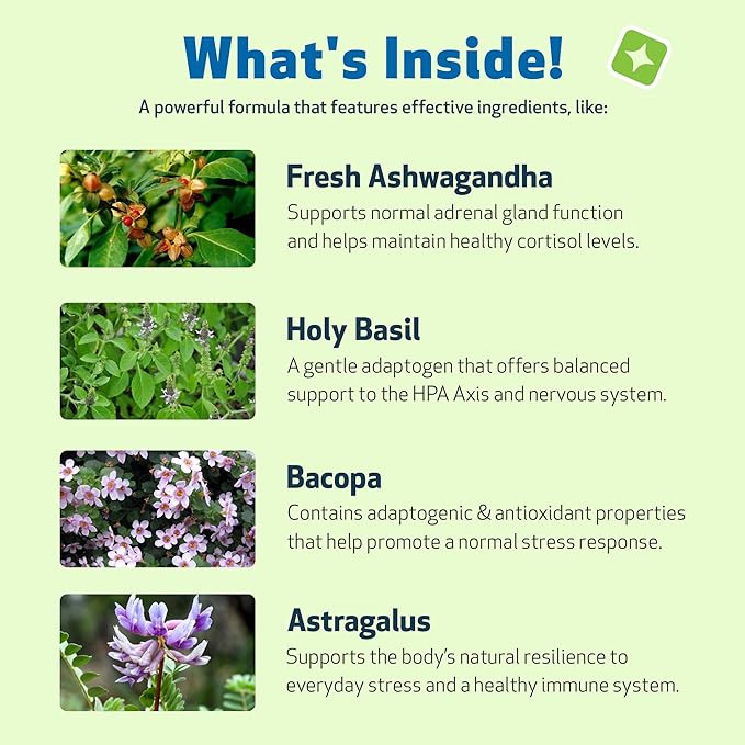 Pet Wellbeing Adrenal Harmony Gold for Dogs - Vet-Formulated - Adrenal Gland Supplement for Dogs, Ashwagandha, Astragalus, Bacopa, Holy Basil - Herbal Supplement – 4 oz (118 ml)