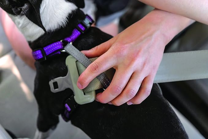 PetSafe 3-in-1 Harness - Comfortable Easy-Walk Dog Chest Harness with Front Leash Attachment to Reduce Pulling, Choking & Gagging - Dog Obedience Gear - Large - Plum