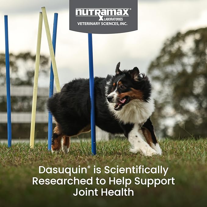 Nutramax Dasuquin with MSM Chewables, Large Dog, 150 Count