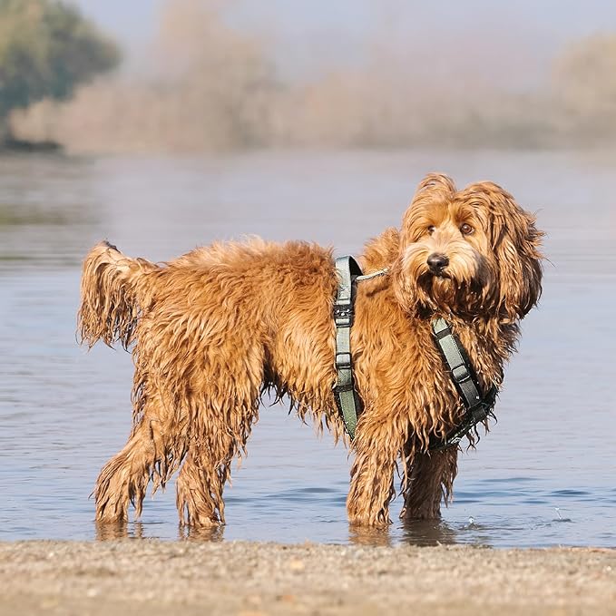 PawsPassion Dog Harness for Medium Dogs, No Pull Dog Harness Easy Walk with Metal Hardware, Ergonomic Y-Shaped Design, Soft Padding, Padded Handle, Durable High-Tensile Nylon (Seabreeze, M)