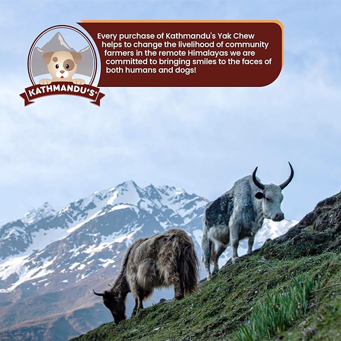 Authentic Himalayan Yak Cheese for Dogs - Medium (Pack of 10) - Sourced from Pristine Himalayan Foothill, Rawhide-Free, NO preservatives