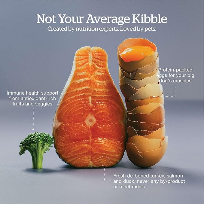 Now Fresh Grain-Free Large Breed Dry Puppy Food with Turkey, Salmon & Duck, Healthy Kibble for Growing Dogs with Real Meat & Fish, Chicken-Free, Pumpkin & Probiotics for Good Digestion, 25 lb Bag