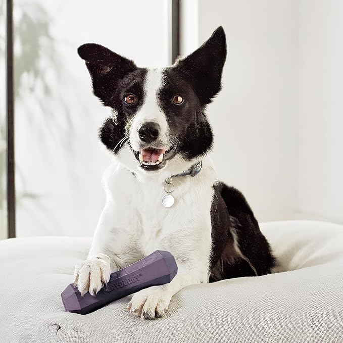 Playology Squeaky Dog Toy Fetch Stick | Durable Rubber Toys for Interactive Play | Bacon Scented Fetch Stick for Large Dogs | Floating Dog Toy Made from Non Toxic Materials