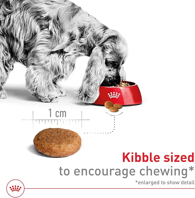 Royal Canin Size Health Nutrition Medium Adult Dry Dog Food, 4 lb Bag