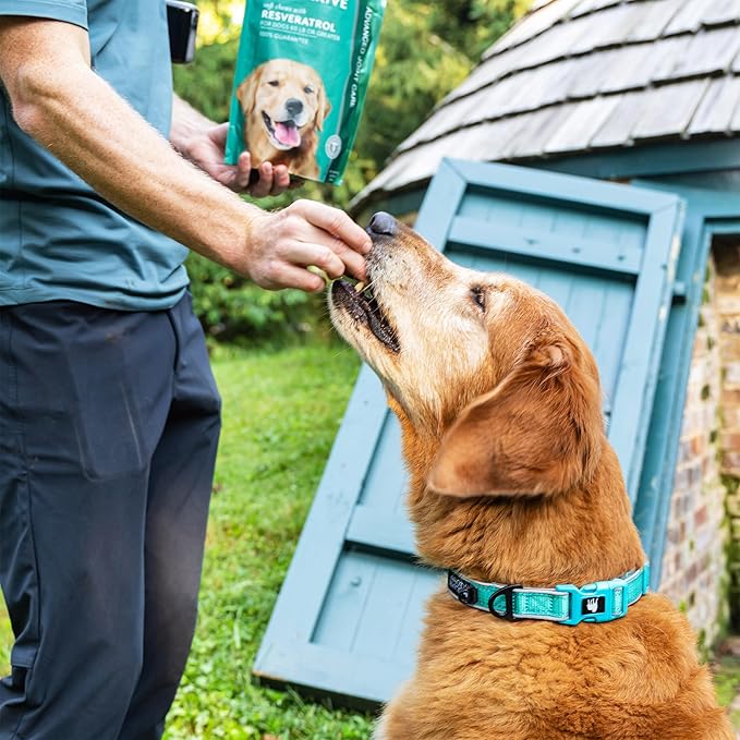 Dog Hip and Joint Support Supplement Soft Chews with Resveratrol, Glucosamine, Chondroitin, Hyaluronic Acid, Bacon Flavor, Large Breed