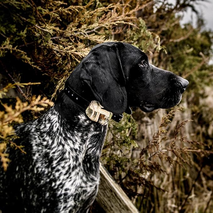 DT SYSTEMS H2O1820 Plus E-Collar, Waterproof Rechargeable Expandable Remote Dog Trainer, 16 Stimulation Levels, Vibration Assist, Mossy Oak Blades