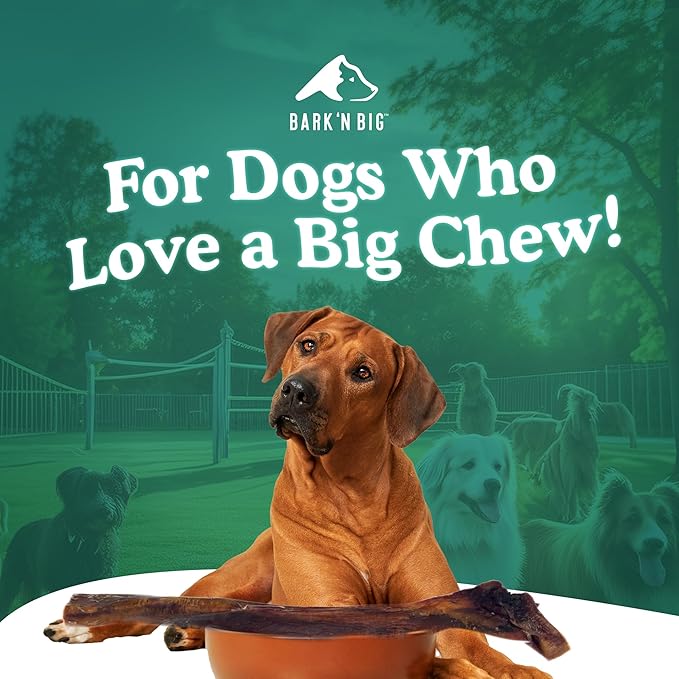 BARK'N BIG 12 Inch Monster Bully Sticks for Large Dogs - Colossal Bullarge Size - Made in USA - Single Ingredient Dog Chew - Super Premium Pizzle Sticks - Jumbo Beef Pizzles for Large Breeds - 1 ct