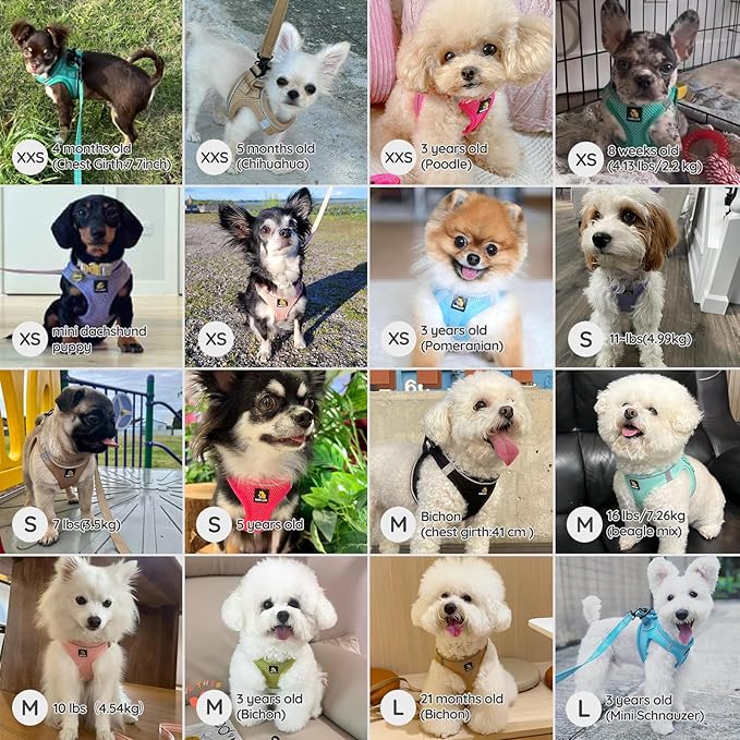 BELLA & PAL Step in Vest Harness for Small and Medium Dogs, No Pull Small Dog Harness with Leash Set, Comfortable Air Mesh Dog Vest Harness with Reflective Strip (Deep Black, M)