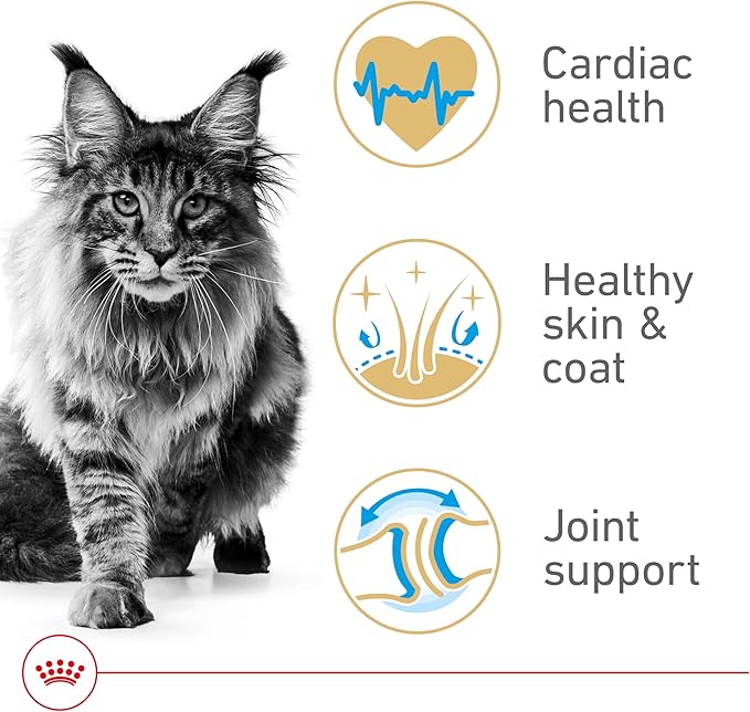 Royal Canin Feline Breed Nutrition Maine Coon Adult Dry Cat Food, 6 lb Bag