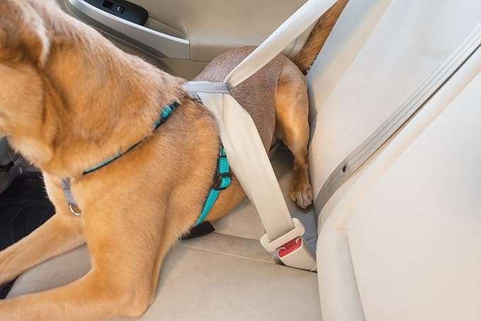 PetSafe 3-in-1 Harness - Comfortable Easy-Walk Dog Chest Harness with Front Leash Attachment to Reduce Pulling, Choking & Gagging - Dog Obedience Gear - Extra Small - Teal