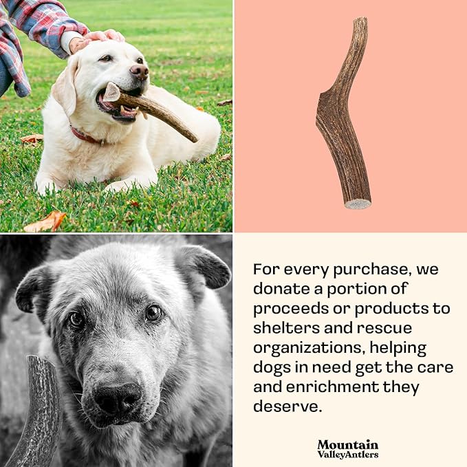 Mountain Valley Elk Antlers for Dogs - 100% Natural & Organic Chew for Aggressive Chewers, No Odor, No Mess, Long Lasting - Wild-Foraged Naturally Shed Antlers in USA - Grade A, Whole Medium (1 Pack)