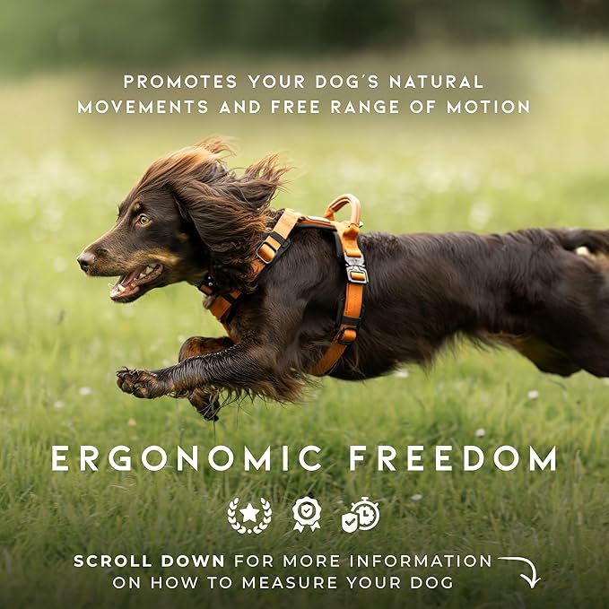 MADE TO ROAM Premium Explorer Harness - Y-Shaped Dog Harness with Adjustable Durable Nylon, Soft Padding, Metal Buckles and Leather Handle for Small, Medium, Large Dogs (Michigan Autumn, Size 6)