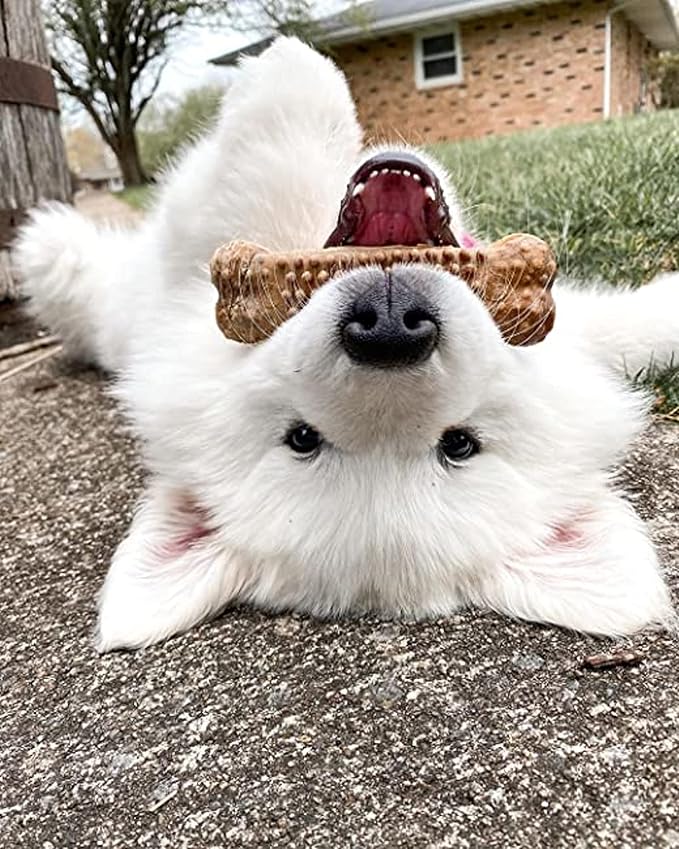 Nylabone Nubz Natural Dog Chew Treats for Large Dogs, Long Lasting Dog Bones Made in USA, Chicken Flavor Breath Freshener Dental Chews, for Dogs Up to 50 lbs. (8 Count)