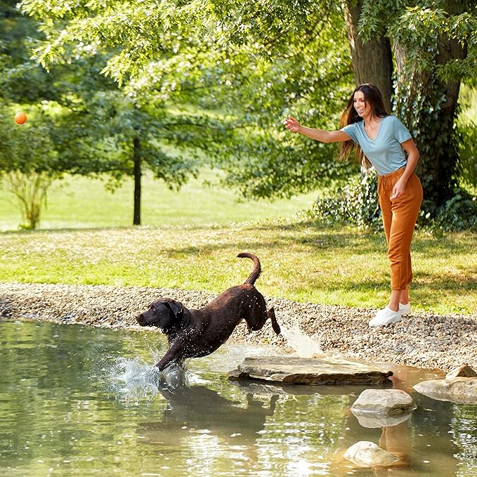 Nature′s Recipe Lamb, Barley & Brown Rice Recipe Dry Dog Food, 34 lb. Bag