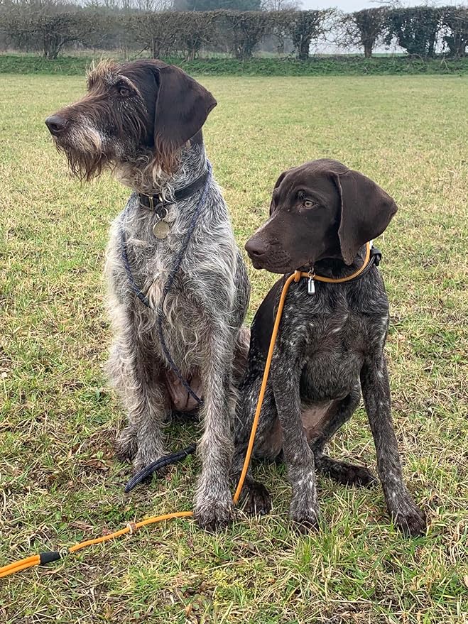 Cesar Millan Slip Lead Leash™ - Slip Collar Training Lead Gives You Greater Control and The Ability to Make Quick and Gentle Corrections (Large, Grey)