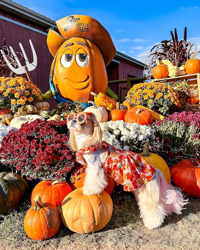 Fitwarm Maple Dog Dress, Ruffled Doggy Thanksgiving Dress, Fall Dog Clothes for Small Dogs Girl, Pet Outfit, Red, Orange, Large