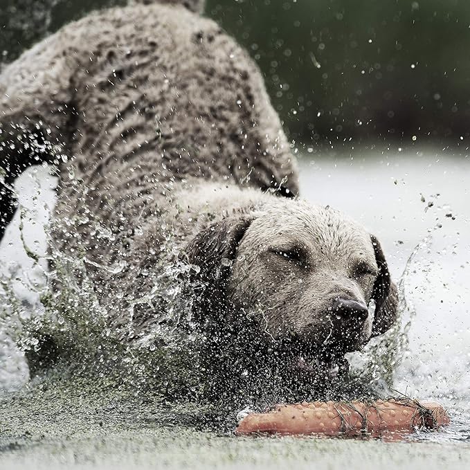 SportDOG FieldTrainer 425XS - Remote Trainer Designed for Off-Leash Control & Training - for Stubborn Dogs - 500-Yard Range - Waterproof - Quick-Charge Collar - Static, Tone, & Vibration