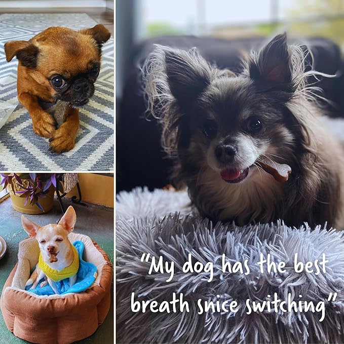 Presidio Earthbones (Formerly Terrabones) Dental Chews, Dog Teeth Cleaning Treat, USA Made, Medium, 10 Treats