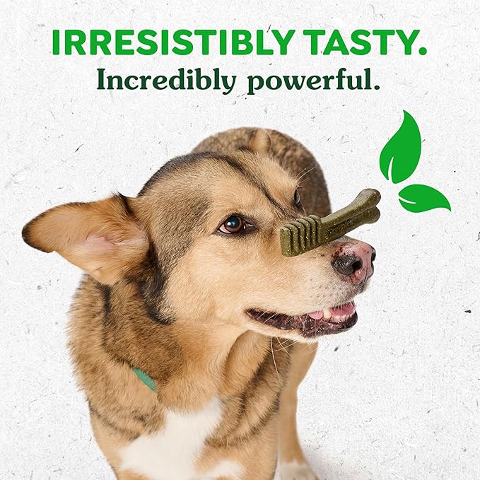 Greenies Large Dental Dog Treats, Pumpkin Spice Flavor, Limited Edition, 12 oz. Pack (8 Treats)