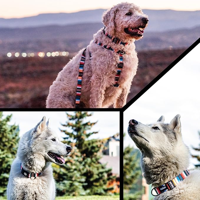 Wolfgang Heavy Duty Martingale Dog Collar with Quick Release Nylon Buckle for Walking & Training, LostArt Print, Medium