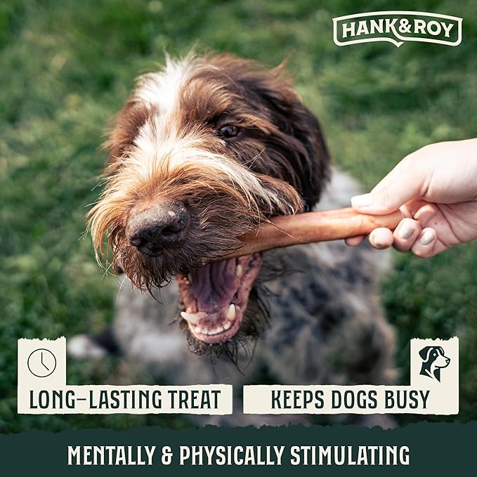 Hank & Roy All-Natural, Single-Ingredient Dog Bully Sticks, Long Lasting, Easily Digestible Dog Chews, Antibiotic and Hormone Free 6” Beef Pizzle Sticks for Dogs, Pack of 6