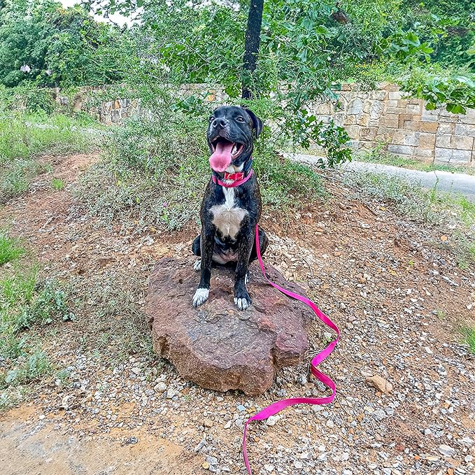 Voyager Reflective Dog Leash with Neoprene Handle, 5ft Long, Supports Small, Medium, and Large Breed Puppies, Cute and Heavy Duty for Walking, Running, and Training - Fuchsia (Leash), S