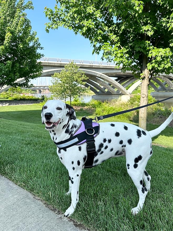 ShawnCo Essential Dog Harness, No-Pull Pet Vest with 3 Leash Clips, No Choke, Reflective, Adjustable and Padded, for Easy Walking and Training for Small, Medium and Large Dogs (ICY Lilac, L)